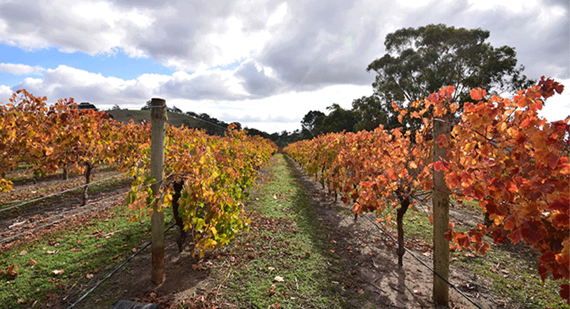 Merindoc Vintners Vineyard in Autumn